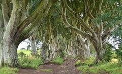 game of thrones....dark hedges