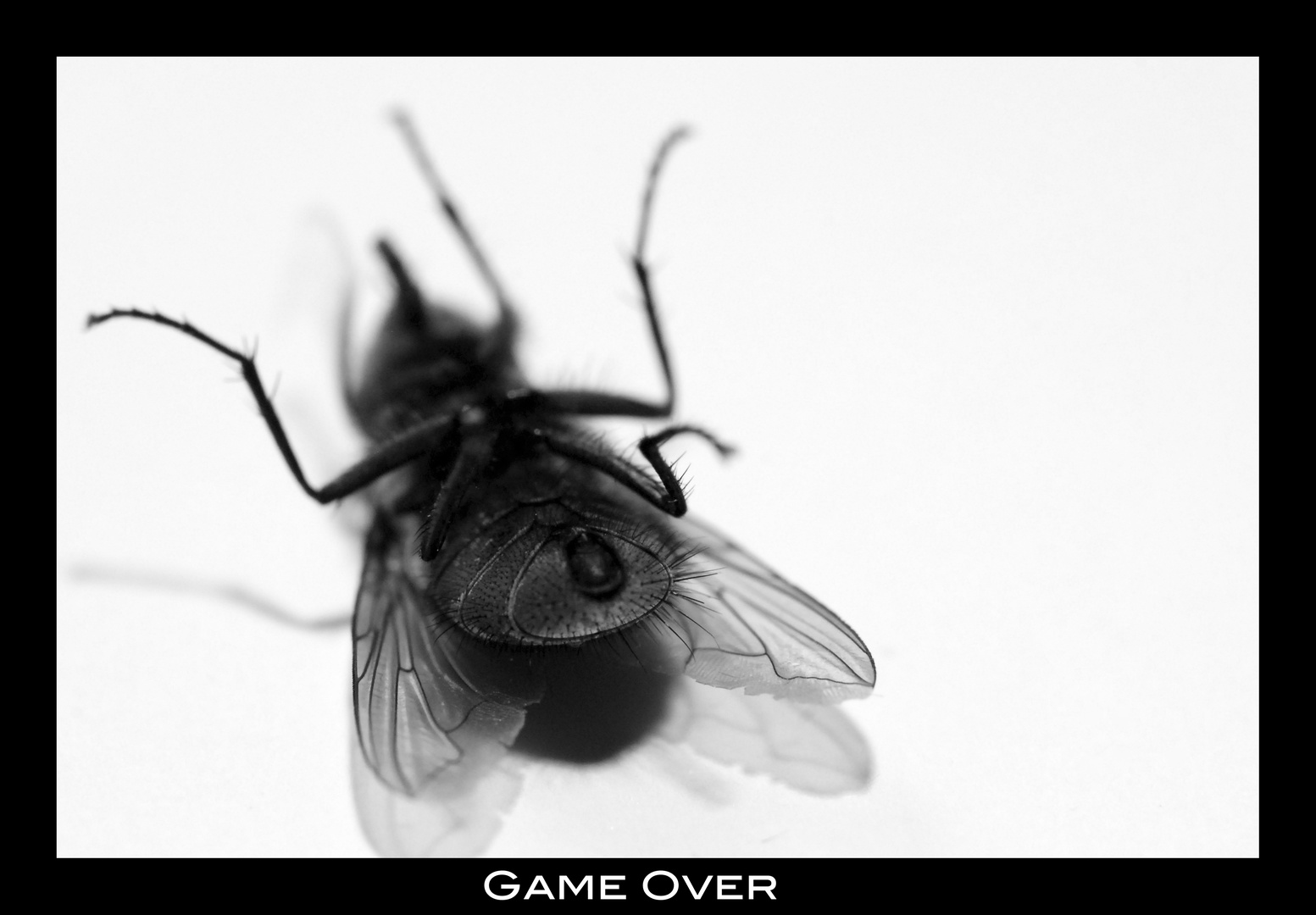 GAME OVER