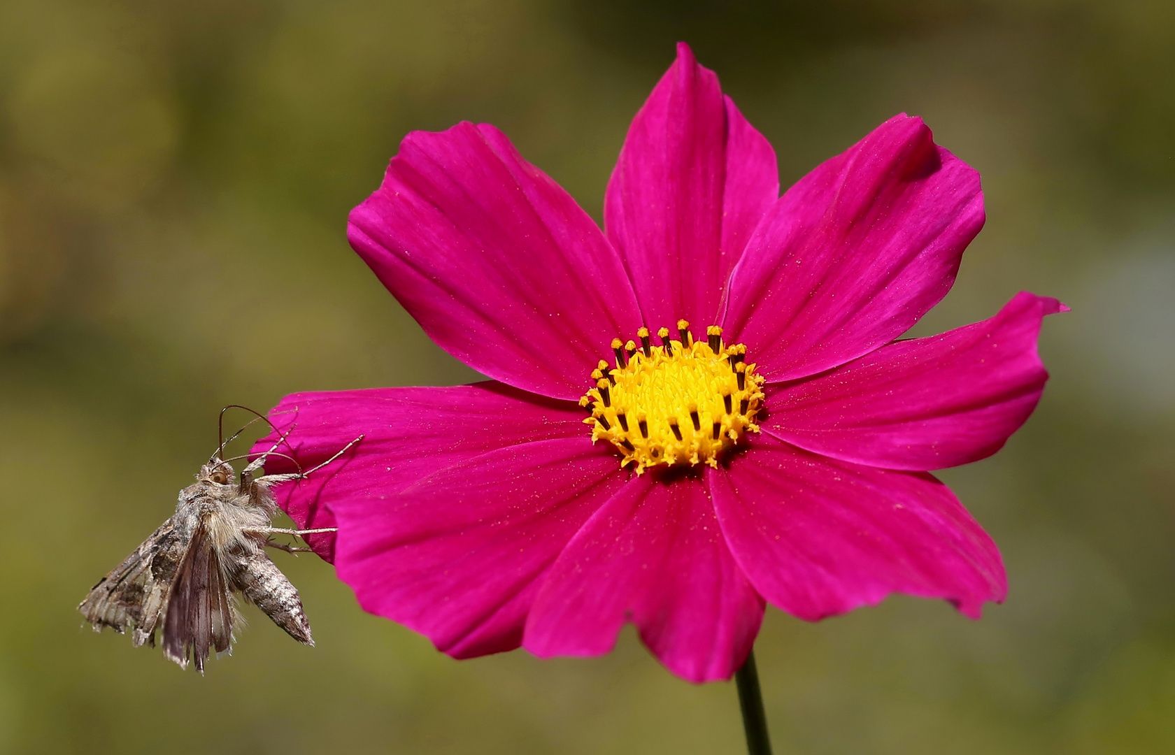 Gamma Eule auf Cosmea