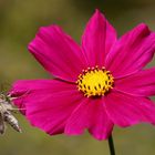 Gamma Eule auf Cosmea