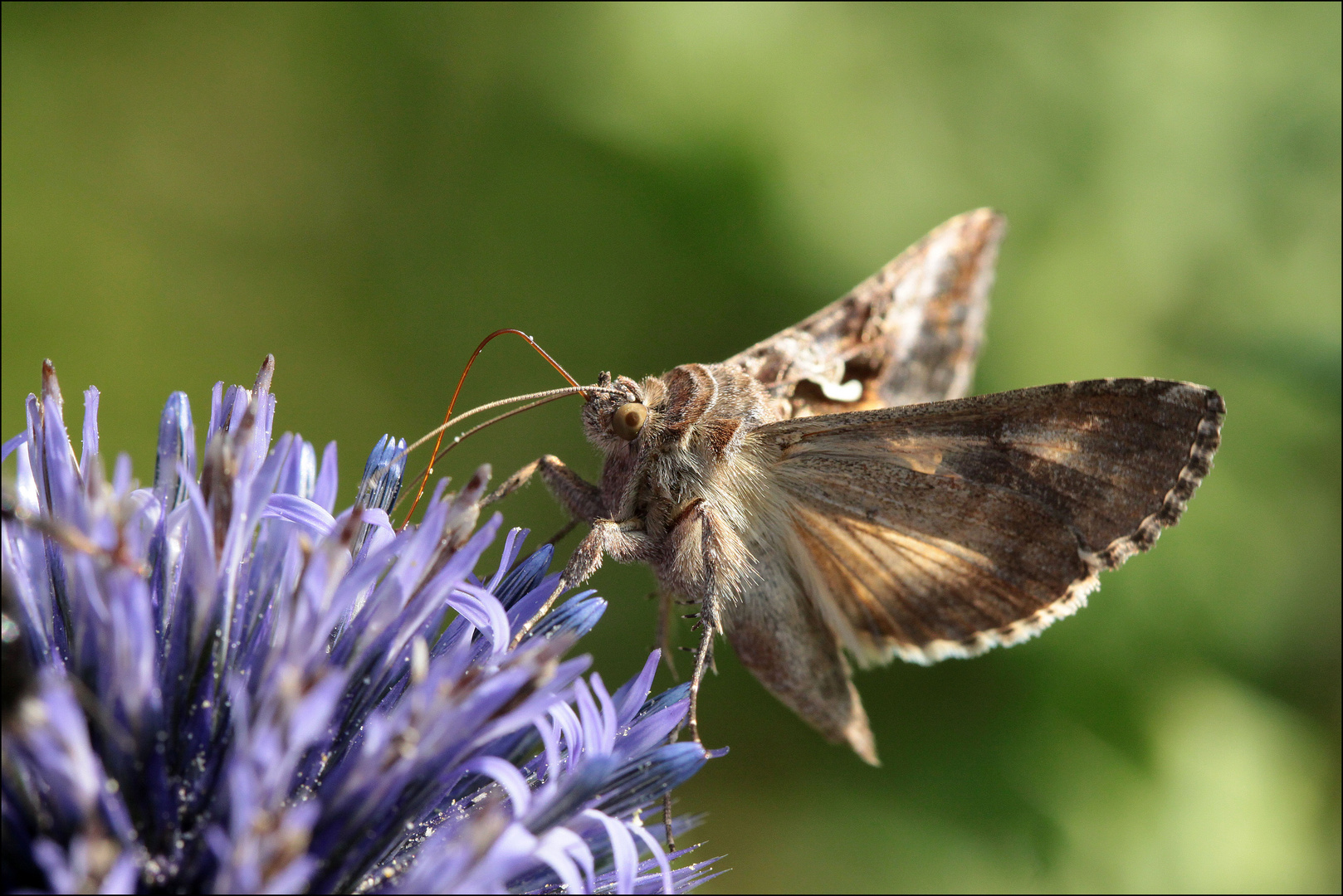 Gamma-Eule (Autographa gamma)