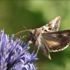 Gamma-Eule (Autographa gamma)