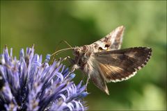 Gamma-Eule (Autographa gamma)