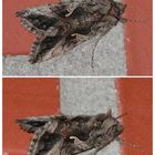 Gamma-Eule (Autographa gamma) auf der Hauswand