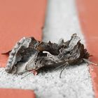 Gamma-Eule (Autographa gamma) auf der Hauswand