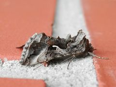 Gamma-Eule (Autographa gamma) auf der Hauswand