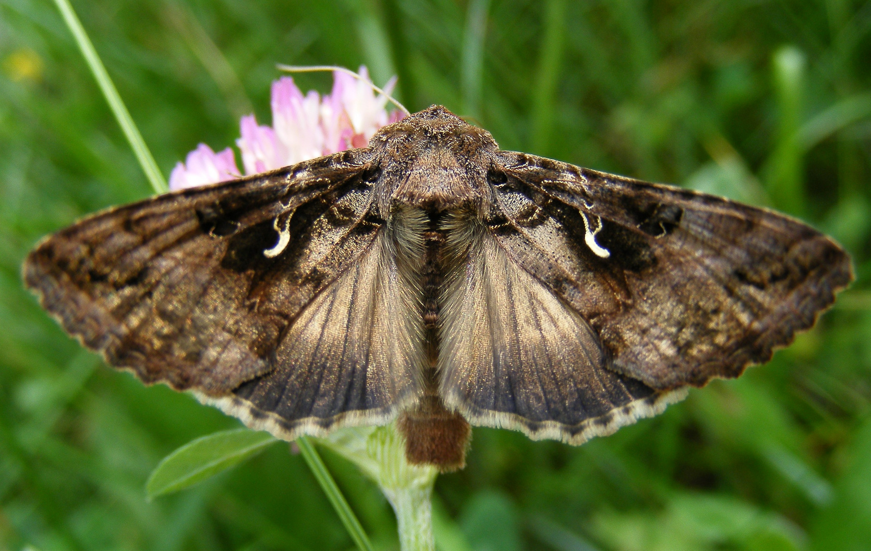 Gamma-Eule mit geöffneten Flügeln