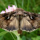 Gamma-Eule mit geöffneten Flügeln