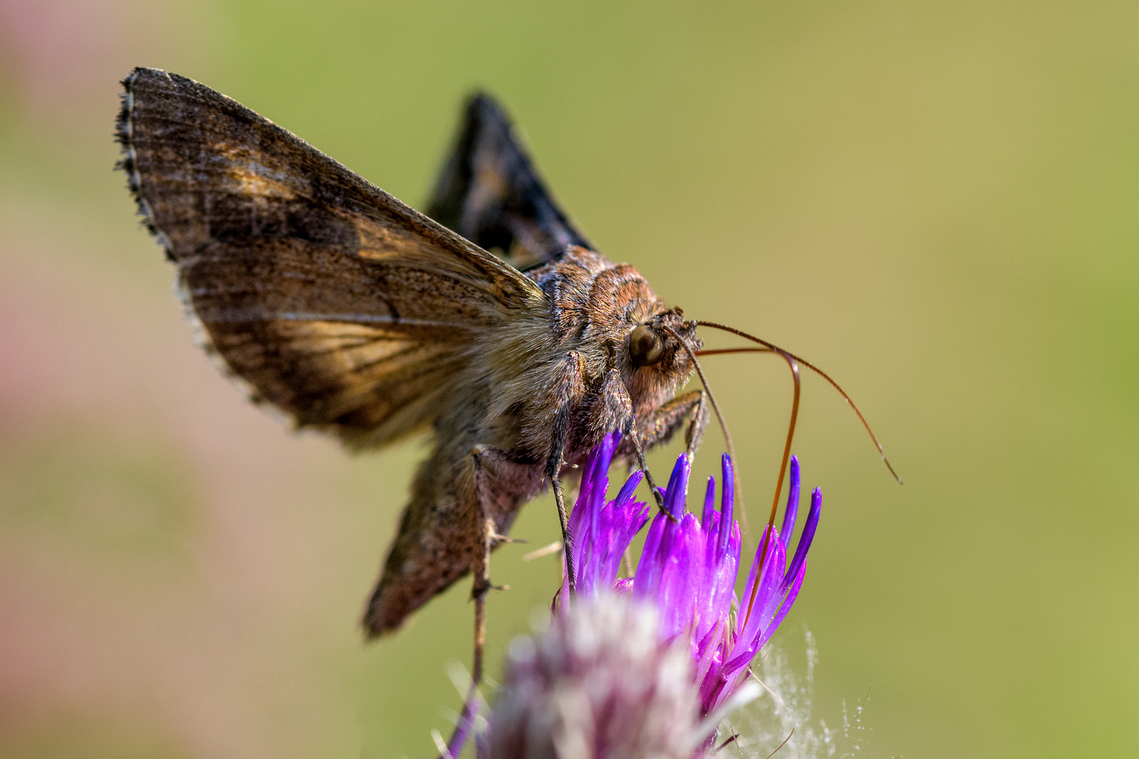 Gammaeule an Distel