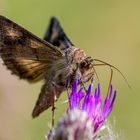 Gammaeule an Distel