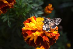 Gammaeule  an Tagetes