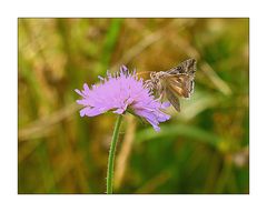 Gammaeule auf einer Blüte