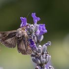 Gammaeule auf Lavendel