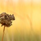 Gammaeule - Autographa gamma