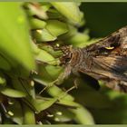 Gammaeule (Autographa gamma)