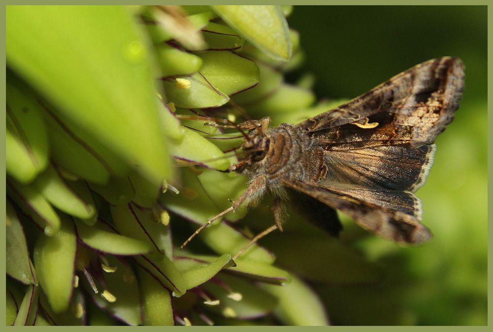 Gammaeule (Autographa gamma)