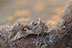 Gammaeule (Autographa gamma)