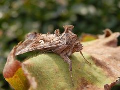 Gammaeule (Autographa gamma)