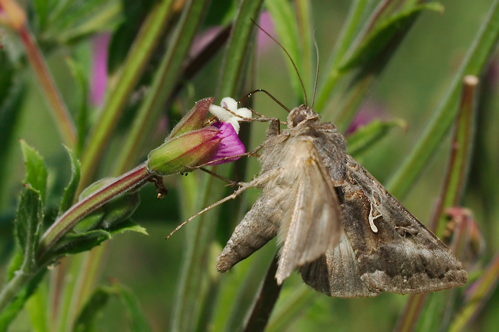 Gammaeule (Autographa gamma)