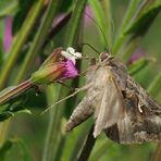 Gammaeule (Autographa gamma)