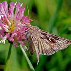 Gammaeule (Autographa gamma)