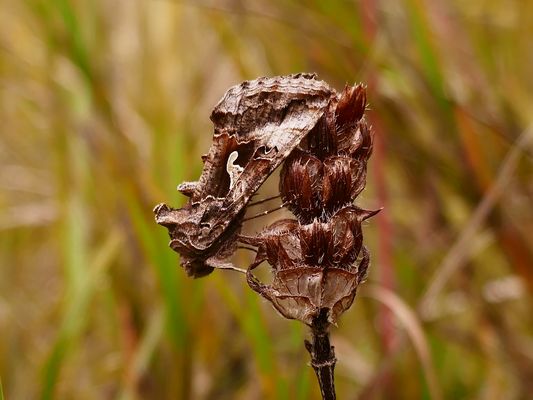 Gammaeule, Autographa gamma
