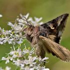 Gammaeule [Autographa gamma]