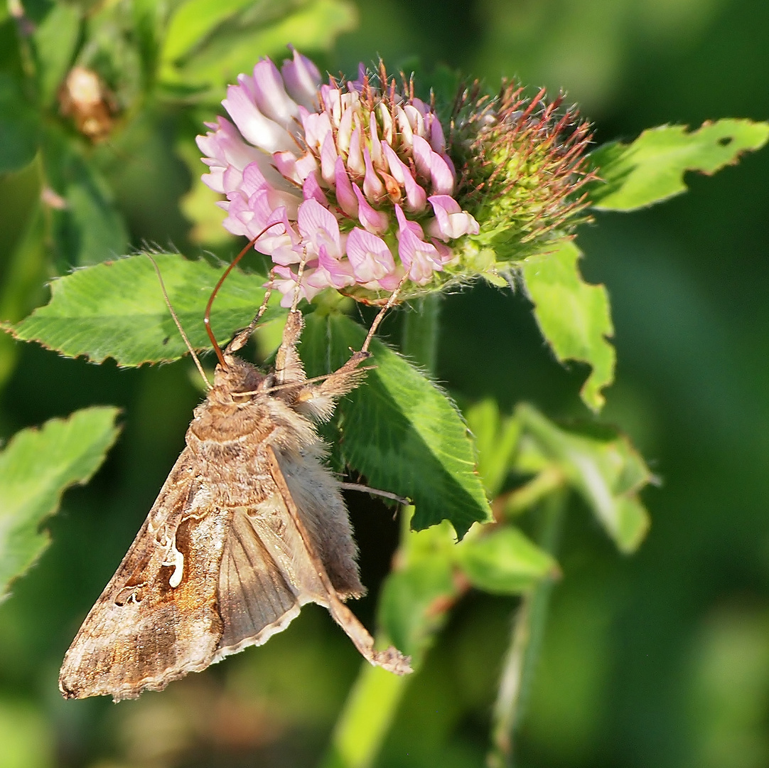  Gammaeule, Autographa gamma