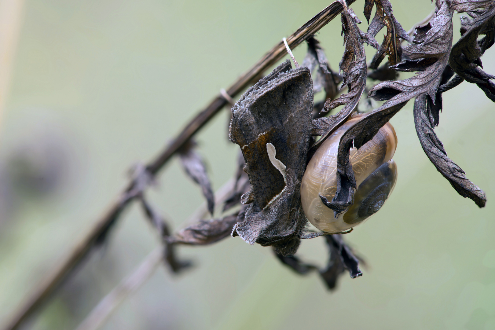 Gammaeule (Autographa gamma)