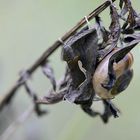 Gammaeule (Autographa gamma)