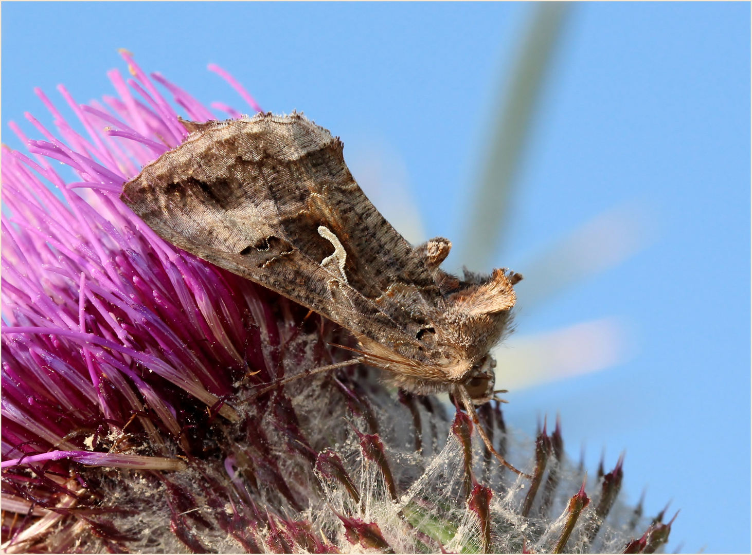 Gammaeule (Autographa gamma).