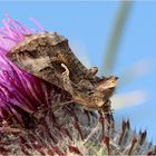 Gammaeule (Autographa gamma).