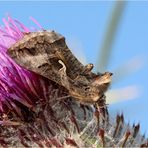 Gammaeule (Autographa gamma).