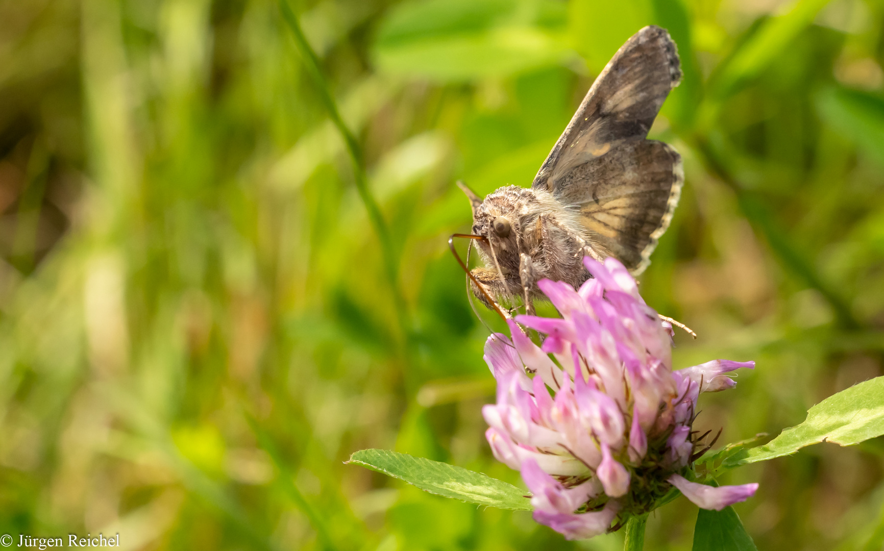 Gammaeule ( Autographa gamma ) 