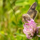 Gammaeule ( Autographa gamma ) 