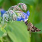 Gammaeule | Autographa gamma