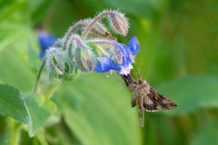 Gammaeule | Autographa gamma