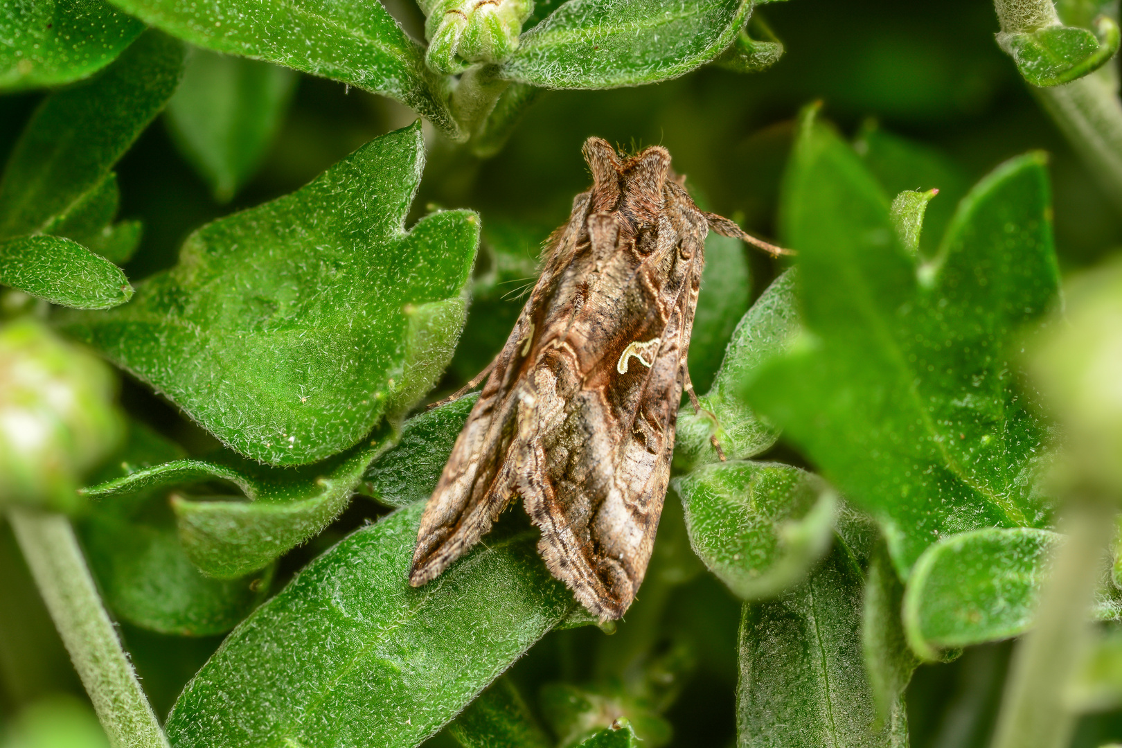 Gammaeule (Autographa gamma)