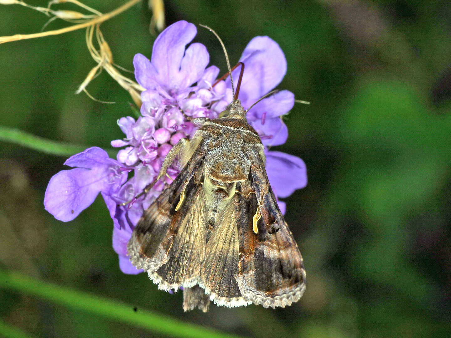 Gammaeule (Autographa gamma).....