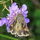 Gammaeule (Autographa gamma).....