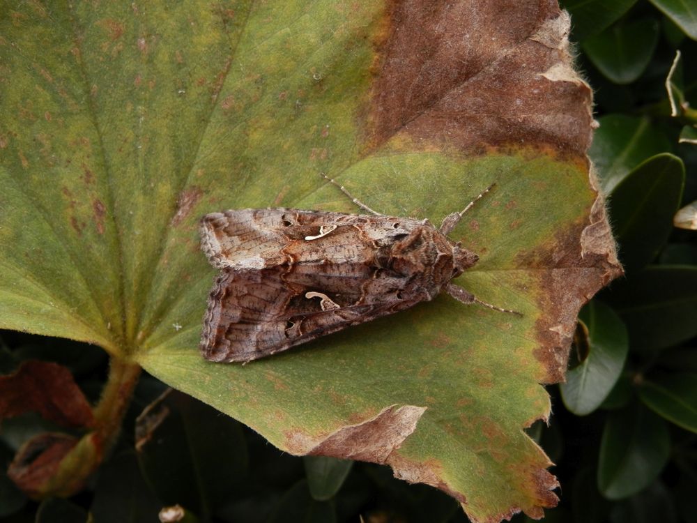 Gammaeule (Autographa gamma)