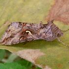 Gammaeule (Autographa gamma)