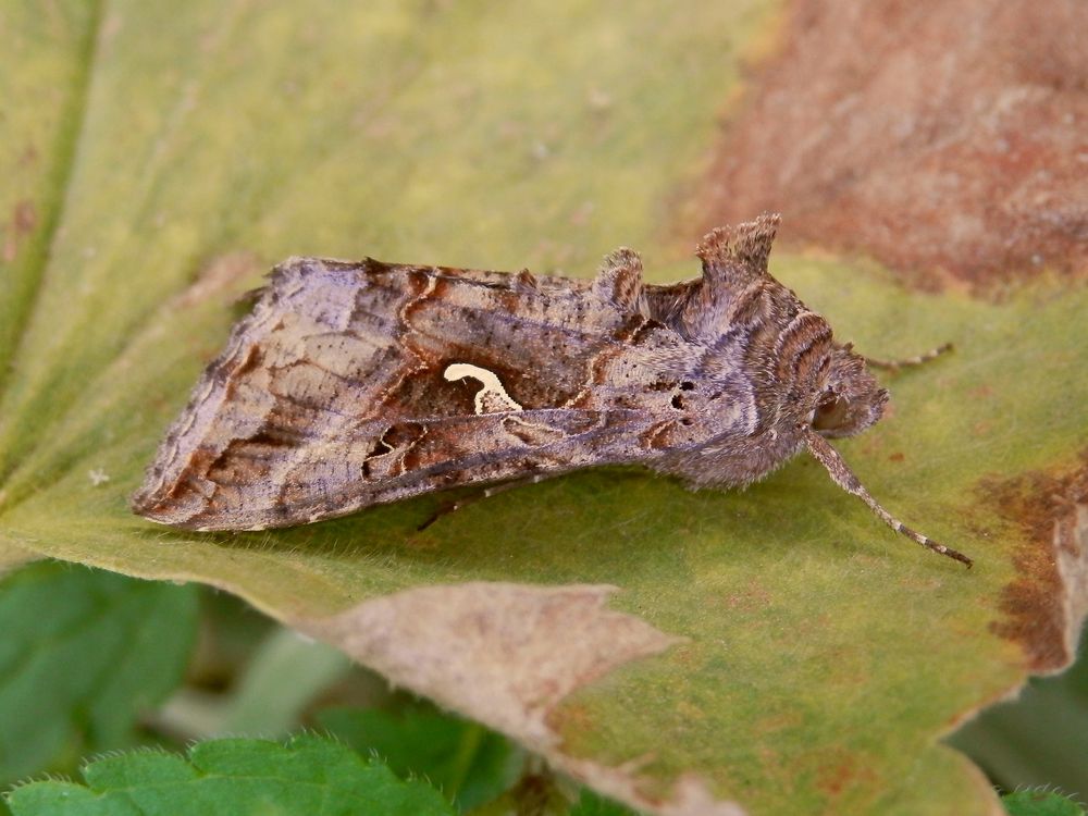 Gammaeule (Autographa gamma)