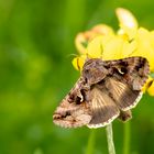 Gammaeule  ( Autographa gamma )