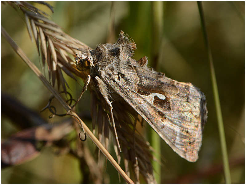 Gammaeule - Autographa gamma