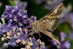 Gammaeule - Autographa gamma