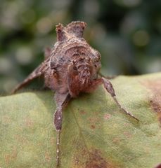 Gammaeule (Autographa gamma)