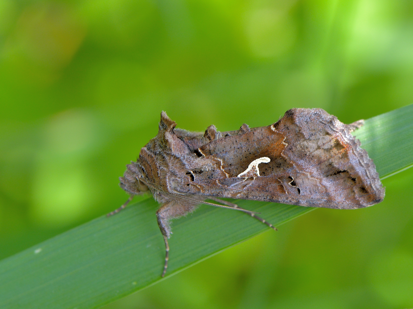 Gammaeule Autographa gamma 