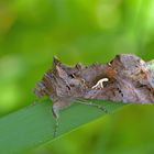 Gammaeule Autographa gamma 