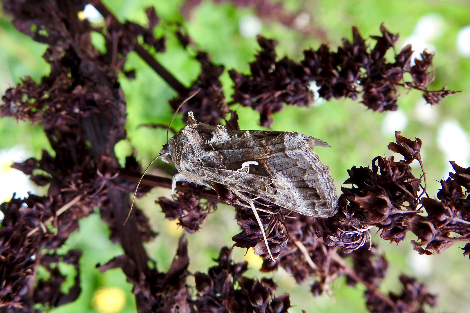 Gammaeule (Autographa gamma)